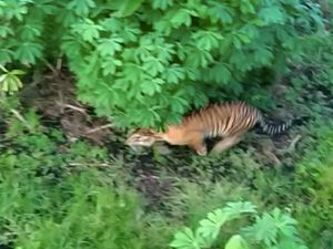 Terekam Kamera, Harimau Berkeliaran di Perkebunan Pasaman Barat