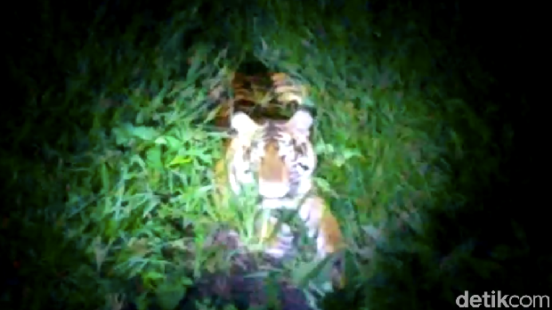 Seekor harimau Sumatera dilaporkan masuk kawasan perusahaan perkebunan di Siak, Riau (dok istimewa)