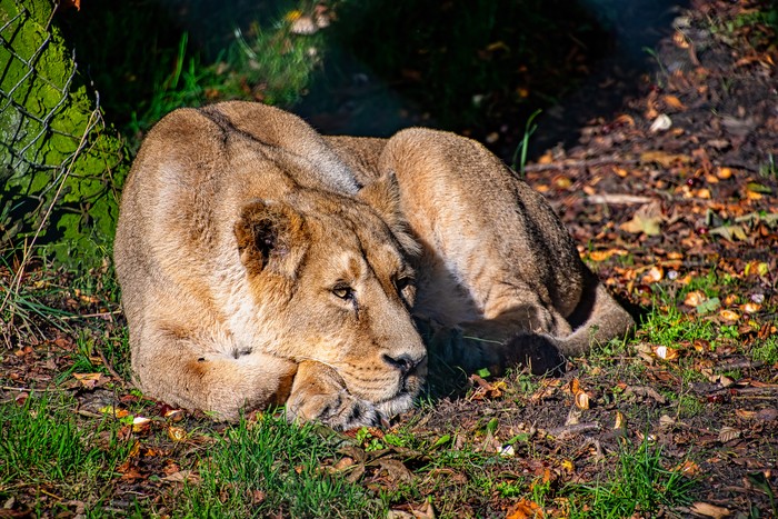 Singa