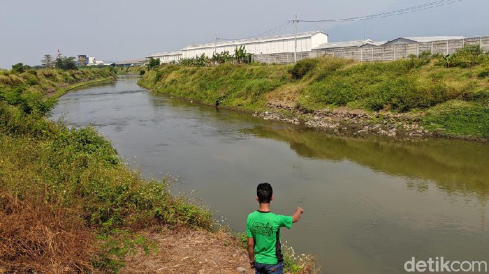 Buaya yang tampak di Sungai Sadar, Dusun Toyorono, Desa Sukoanyar, Kecamatan Ngoro, Mojokerto merupakan buaya muara. Buaya itu keluar dari habitat aslinya di Sungai Brantas karena faktor lingkungan.