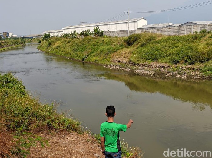 Buaya yang tampak di Sungai Sadar, Dusun Toyorono, Desa Sukoanyar, Kecamatan Ngoro, Mojokerto merupakan buaya muara. Buaya itu keluar dari habitat aslinya di Sungai Brantas karena faktor lingkungan.