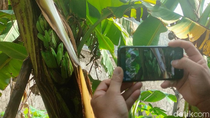 Warga Majalengka dihebohkan buah pisang yang tumbuh di batang