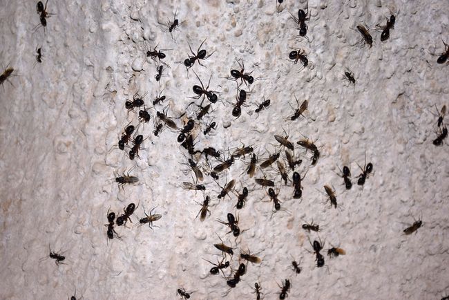 Cara alami mengusir semut hitam