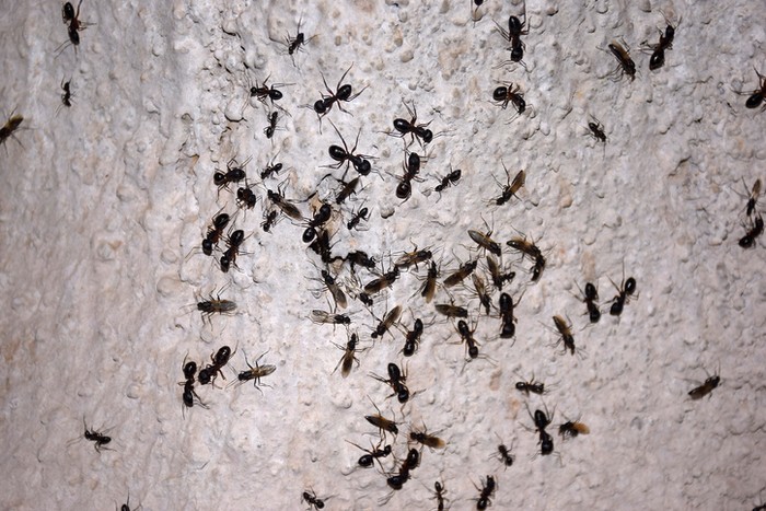 Cara mengusir semut di makanan