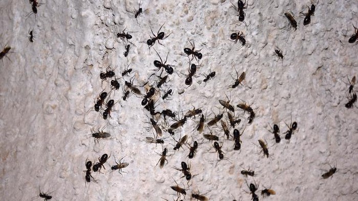 7 Cara Mengusir Semut dengan Mudah Pakai Bahan Alami