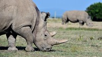 Badak Putih Utara masih tersisa dua, mereka bernama Najin dan Fatu. Untuk mencegah kepunahan, para konservasionis berupaya agar badak betina ini bisa hamil menggunakan sperma badak jantan yang telah mati. (Getty Images)