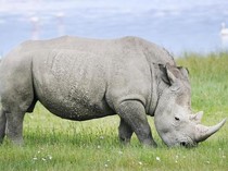 6 Spesies Hewan Terlangka di Dunia, Ada yang Tersisa Dua Ekor