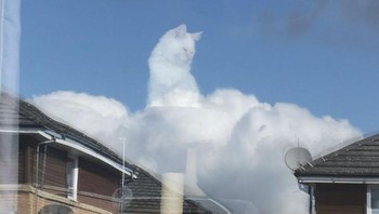 Seperti seekor kucing yang berjalan di atas awan. Foto: Brightside