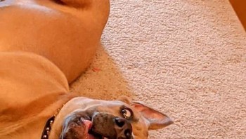 Dia sebenarnya hanya berbaring di belakang tangga. Foto: Brightside