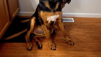 Anjing yang seolah berkepala dua. Foto: Brightside