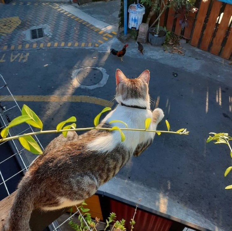fotoinet foto tipu mata