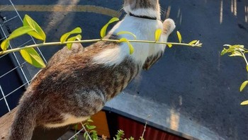 Si kucing yang bisa melayang sambil lihat ayam. Foto: Brightside