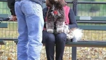 Ketika anjing berubah jadi manusia. Foto: Brightside