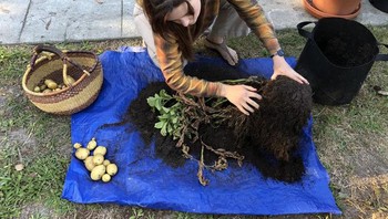 “Awalnya saya pikir dia sedang mengelus anjing, tapi ternyata dia memanen kentang.” Foto: Brightside