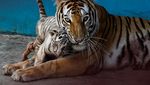 Polah Menggemaskan Yanek, Anakan Harimau Langka di Kebun Binatang Kuba