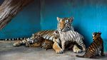 Polah Menggemaskan Yanek, Anakan Harimau Langka di Kebun Binatang Kuba