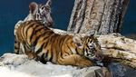 Polah Menggemaskan Yanek, Anakan Harimau Langka di Kebun Binatang Kuba