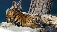 Wildcat Sanctuary, sebuah LSM di Minnesota, menyebut harimau putih merupakan harimau Bengal yang induknya membawa gen resesif. harimau itu bukan albino atau spesies yang berbeda.  (AFP/YAMIL LAGE)
