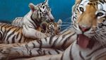 Polah Menggemaskan Yanek, Anakan Harimau Langka di Kebun Binatang Kuba