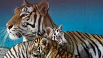 Polah Menggemaskan Yanek, Anakan Harimau Langka di Kebun Binatang Kuba