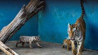 Harimau Bengal putih seperti Yanek tidak diketahui keberadaannya di alam liar, namun bisa ditemui di penangkaran dengan jumlah cuma 20 ekor. (AFP/YAMIL LAGE)