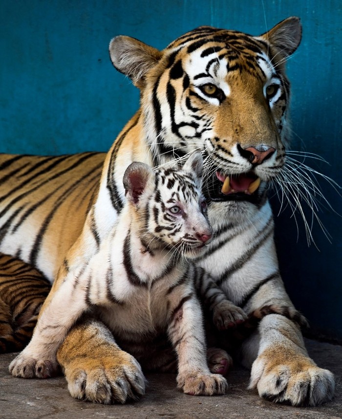 Harimau Bengal putih Hraimau Bengal putih bernama Yanek yang langka bermain-main induk dan saudaranya di Taman Nasional Havana, Kuba pada 4 Juni 2021. (YAMIL LAGE / AFP)