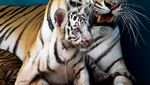 Polah Menggemaskan Yanek, Anakan Harimau Langka di Kebun Binatang Kuba