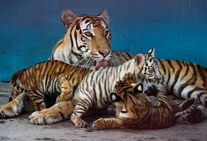 Harimau Bengal putih Hraimau Bengal putih bernama Yanek yang langka bermain-main induk dan saudaranya di Taman Nasional Havana, Kuba pada 4 Juni 2021. (YAMIL LAGE / AFP)
