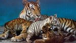 Polah Menggemaskan Yanek, Anakan Harimau Langka di Kebun Binatang Kuba