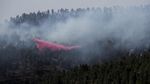 Kobaran Si Jago Merah Lalap Hutan di Yerusalem