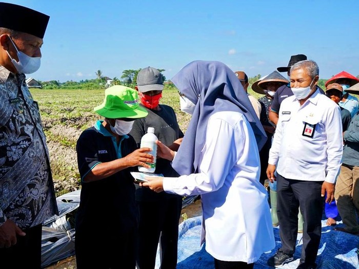 Mempermudah pelayanan bagi para petani, Dinas Pertanian dan Pangan Kabupaten Banyuwangi meluncurkan Pelayanan Smart Konsultasi Pertanian Online atau disingkat Pas Kontan.