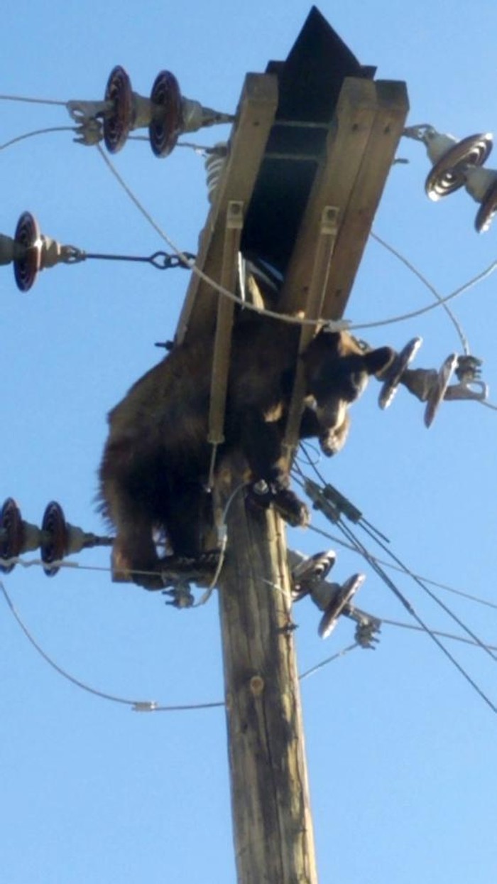This photo provided by Werner Neubauer shows a bear tangled in power pole wires in Willcox, Ariz., Monday, June 7, 2021. (Courtesy of Werner Neubauer via AP)