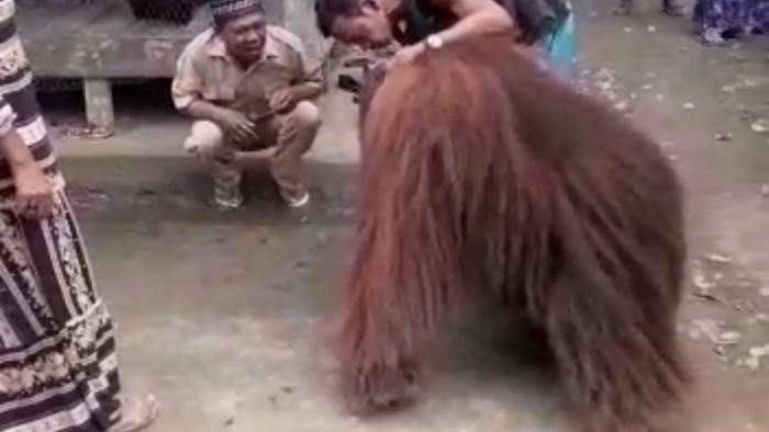 Orangutan yang masuki permukiman warga Desa Lusan