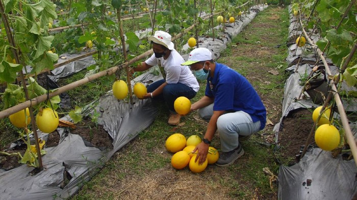 Panen Raya Melon dan Labu Madu di Tengah Pandemi Anggota karang taruna Desa Teluknaga panen raya hasil pertanian sayur dan buah yang ditanamnya saat masa pandemi. Hal itu juga dilakukan guna menciptakan lapangan pekerjaan ditengah sulitnya masa pandemi COVID-19.