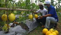 Ketua Karang Taruna Desa Teluknaga Vikri Fadilah As bersama petugas lapangan PT East West Seed Indonesia (EWINDO) mengumpulkan hasil panen perdana melon premium ALISHA F1 di Tangerang, Banten, Kamis (10/6). 