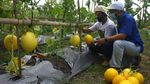 Panen Raya Melon dan Labu Madu di Tengah Pandemi