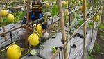 Panen Raya Melon dan Labu Madu di Tengah Pandemi