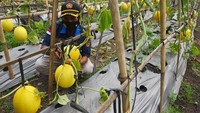 Produsen benih sayuran EWINDO atau Cap Panah Merah mendorong penciptaan lapangan kerja di masa pandemi melalui pendampingan budidaya pertanian anggota karang taruna di Banten.