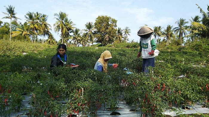 Sejumlah petani memanen cabai di lahan pertanian cabai di Dusun 1, Kalurahan Garongan, Kapanewon Panjatan, Kulon Progo