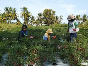 Mengenal Sawah Surjan, Sistem Pertanian Penuh Filosofi di Kulon Progo