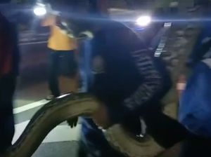 Piton Raksasa Ditangkap Saat Melintas di Depan Kantor Wali Kota Parepare