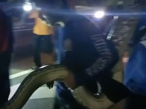Piton Raksasa Ditangkap Saat Melintas di Depan Kantor Wali Kota Parepare