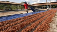 Pekerja menjemur biji kakao di Dusun Kakao Glenmore, Perkebunan Kendeng Lembu, PTPN XII, Banyuwangi, Jawa Timur, Rabu (9/6/2021).