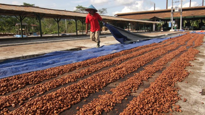 Potret Dusun Kakao di Perkebunan Kendeng Lembu Manajer Perkebunan Kendeng Lembu Beni Hendricriyanto menunjukkan produk coklat hasil produksi di Dusun Kakao Glenmore, Perkebunan Kendeng Lembu, PTPN XII, Banyuwangi, Jawa Timur, Rabu (9/6/2021). Perkebunan Kendeng Lembu penghasil biji kakao itu selain mengekspor sebagian hasil panennya ke Jerman juga mampu memproduksi berbagai varian coklat untuk memperkenalkan Dusun kakao sebagai tempat wisata dan edukasi. ANTARA FOTO/Budi Candra Setya/wsj.