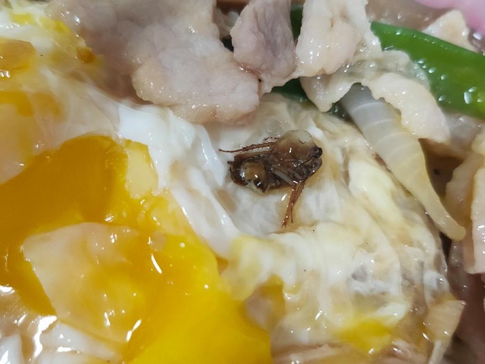 temuak kecoak di sajian nasi temuak kecoak di sajian nasi