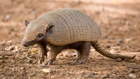 Armadillo raksasa masuk dalam daftar hewan yang mudah mengantuk menilik dari kebiasaan mereka menghabiskan waktu sekitar 18 jam di dalam liang bawah tanah. Tetapi tidak ada bukti bahwa mereka menghabiskan seluruh waktu untuk istirahat tidur. (Getty Images/iStockphoto/gregul)