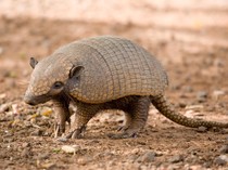 Armadillo: Ciri Fisik, Jenis, Habitat, Makanan, dan Fakta Uniknya