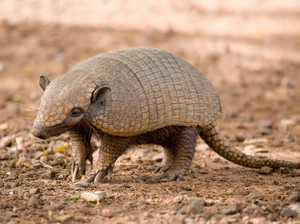 Armadillo: Ciri Fisik, Jenis, Habitat, Makanan, dan Fakta Uniknya
