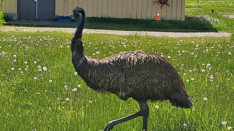 Burung Emu Burung Emu di bandara