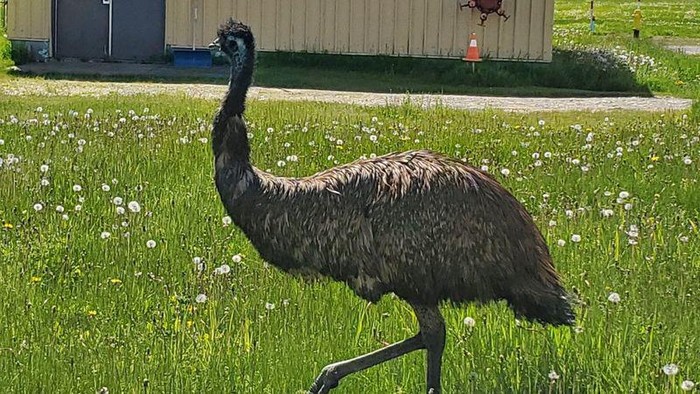 Burung Emu di bandara